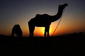 Annual Camel Fair of Pushkar - India