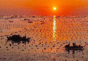 Farmers Harvesting Abalone - China