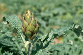 Artichoke Ready For Harvest