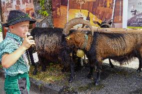 Yearly Goat Down Drive In Mittenwald: A Vibrant Slice Of Bavarian Culture. Bavaria Is One Of The Top Travel Destinations In Lone