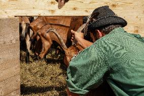 Yearly Goat Down Drive In Mittenwald: A Vibrant Slice Of Bavarian Culture. Bavaria Is One Of The Top Travel Destinations In Lone