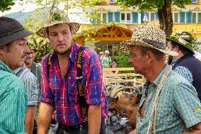 Yearly Goat Down Drive In Mittenwald: A Vibrant Slice Of Bavarian Culture. Bavaria Is One Of The Top Travel Destinations In Lone