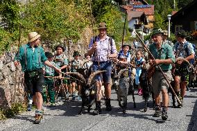 Yearly Goat Down Drive In Mittenwald: A Vibrant Slice Of Bavarian Culture. Bavaria Is One Of The Top Travel Destinations In Lone