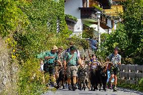 Yearly Goat Down Drive In Mittenwald: A Vibrant Slice Of Bavarian Culture. Bavaria Is One Of The Top Travel Destinations In Lone