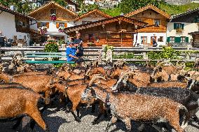 Yearly Goat Down Drive In Mittenwald: A Vibrant Slice Of Bavarian Culture. Bavaria Is One Of The Top Travel Destinations In Lone