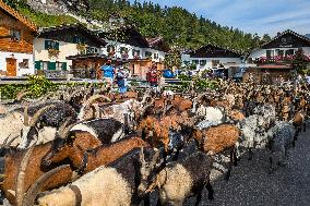 Yearly Goat Down Drive In Mittenwald: A Vibrant Slice Of Bavarian Culture. Bavaria Is One Of The Top Travel Destinations In Lone