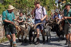 Yearly Goat Down Drive In Mittenwald: A Vibrant Slice Of Bavarian Culture. Bavaria Is One Of The Top Travel Destinations In Lone