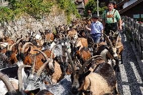 Yearly Goat Down Drive In Mittenwald: A Vibrant Slice Of Bavarian Culture. Bavaria Is One Of The Top Travel Destinations In Lone