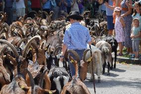 Yearly Goat Down Drive In Mittenwald: A Vibrant Slice Of Bavarian Culture. Bavaria Is One Of The Top Travel Destinations In Lone