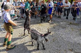 Yearly Goat Down Drive In Mittenwald: A Vibrant Slice Of Bavarian Culture. Bavaria Is One Of The Top Travel Destinations In Lone