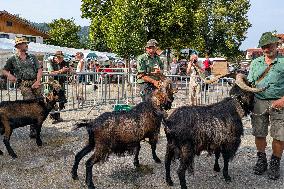 Yearly Goat Down Drive In Mittenwald: A Vibrant Slice Of Bavarian Culture. Bavaria Is One Of The Top Travel Destinations In Lone