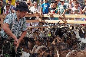 Yearly Goat Down Drive In Mittenwald: A Vibrant Slice Of Bavarian Culture. Bavaria Is One Of The Top Travel Destinations In Lone