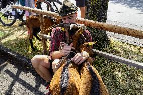 Yearly Goat Down Drive In Mittenwald: A Vibrant Slice Of Bavarian Culture. Bavaria Is One Of The Top Travel Destinations In Lone