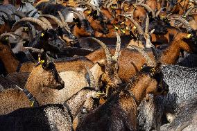 Yearly Goat Down Drive In Mittenwald: A Vibrant Slice Of Bavarian Culture. Bavaria Is One Of The Top Travel Destinations In Lone