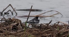 Rainham Marshes Nature Reserve