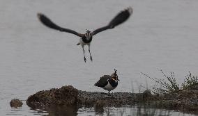 Rainham Marshes Nature Reserve