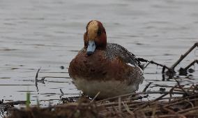 Rainham Marshes Nature Reserve