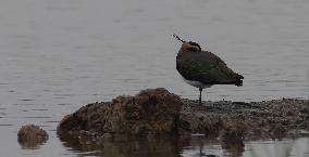 Rainham Marshes Nature Reserve