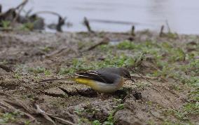 Rainham Marshes Nature Reserve