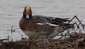 Rainham Marshes Nature Reserve