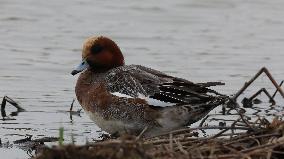 Rainham Marshes Nature Reserve