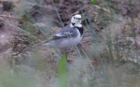 Rainham Marshes Nature Reserve