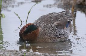 Rainham Marshes Nature Reserve