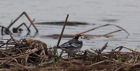 Rainham Marshes Nature Reserve