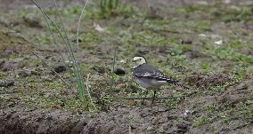 Rainham Marshes Nature Reserve