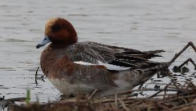 Rainham Marshes Nature Reserve