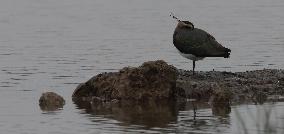 Rainham Marshes Nature Reserve