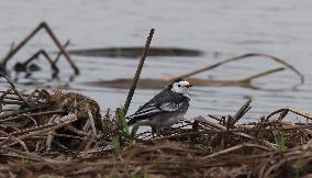 Rainham Marshes Nature Reserve