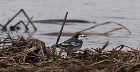 Rainham Marshes Nature Reserve