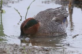 Rainham Marshes Nature Reserve