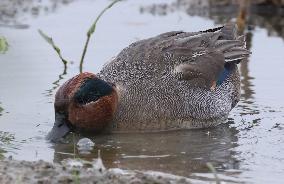 Rainham Marshes Nature Reserve