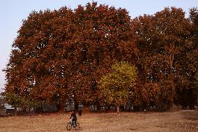 Autumn Season In Kashmir