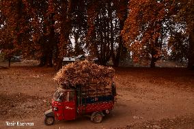 Autumn Season In Kashmir