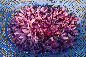 Saffron Harvesting In Kashmir