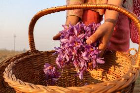 Saffron Harvesting In Kashmir