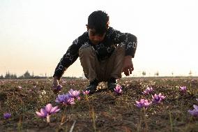 Saffron Harvesting In Kashmir