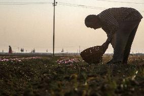 Saffron Harvesting In Kashmir