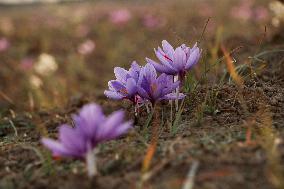 Saffron Harvesting In Kashmir