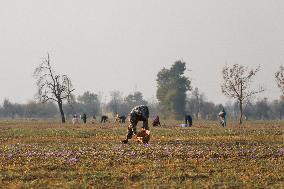 Saffron Harvesting In Kashmir