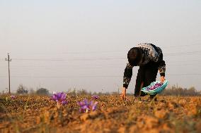 Saffron Harvesting In Kashmir