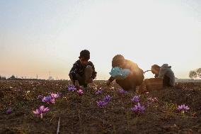 Saffron Harvesting In Kashmir