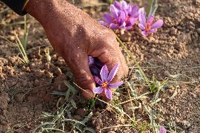 Saffron Harvesting In Kashmir