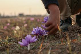 Saffron Harvesting In Kashmir