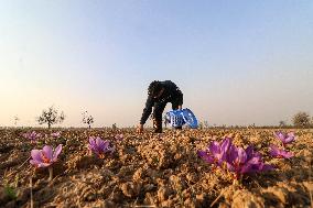 Saffron Harvesting In Kashmir