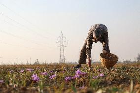 Saffron Harvesting In Kashmir