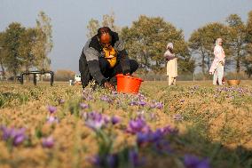 Saffron Harvesting In Kashmir